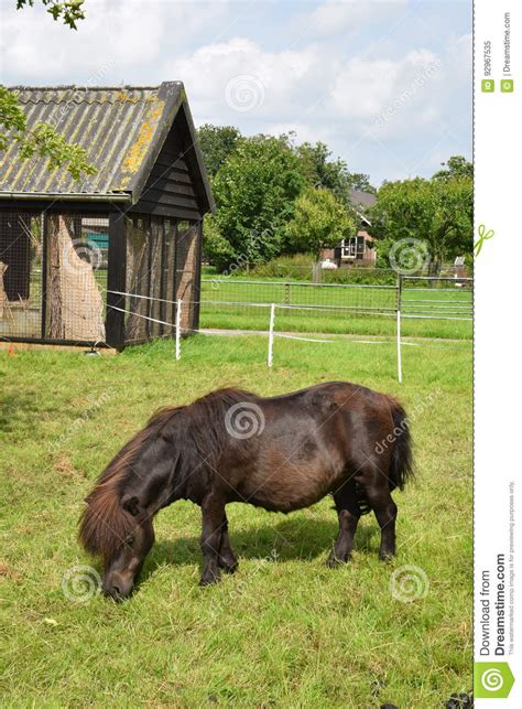 Brown Pony Stands On The Grass Stock Image Image Of Green Pony 92967535