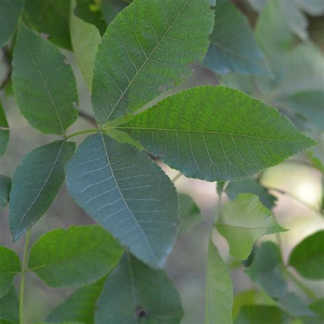 Shagbark Hickory Ontarioca