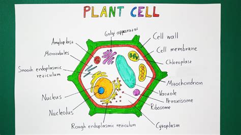 How To Draw Plant Cell Easy Draw A Plant Cell Plant Cell Diagram Easy Riset