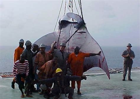 The Stinging Manta Ray Was Killed When The Oil Rig Servicing Ship