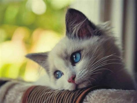 Los 10 gatos más tristes de Internet | Fress | Fress