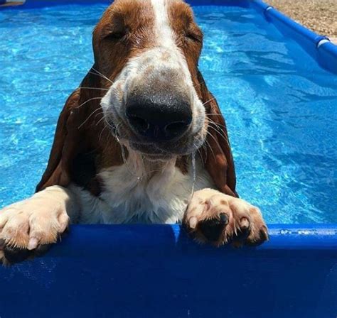 15 Pictures Of Basset Hounds From Which You Will Be Delighted The Paws