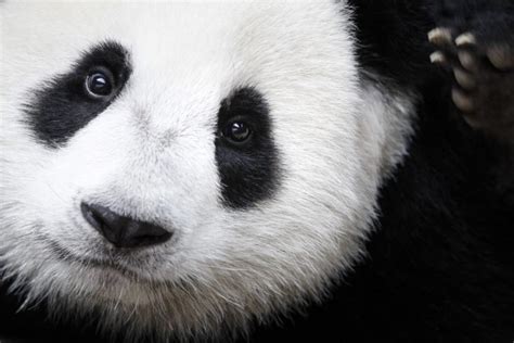 Le Panda Géant Nest Plus En Danger Mais Reste Menacé Espèces Menacées