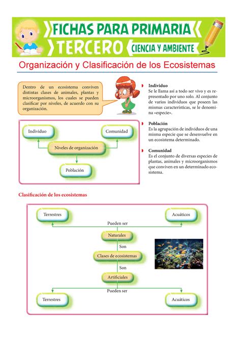 Organización Y Clasificación De Los Ecosistemas Para Tercero De