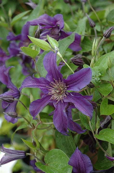 A clematis groundcover, or the perfect spiller or trailer for hanging baskets! Sapphire Indigo Clematis (Clematis 'Sapphire Indigo') in ...