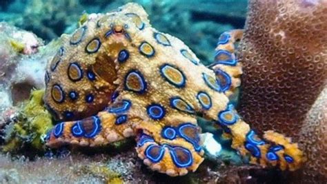 Top Most Dangerous Aquatic Animals Octopus Colors