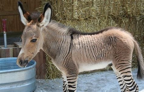 A Baby Zonkey Has Been Born Baby Animal Zoo