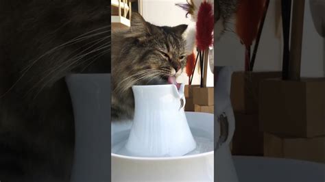A cat will drink water if they feel like it. Cat Drinks Water From A Water Fountain - YouTube