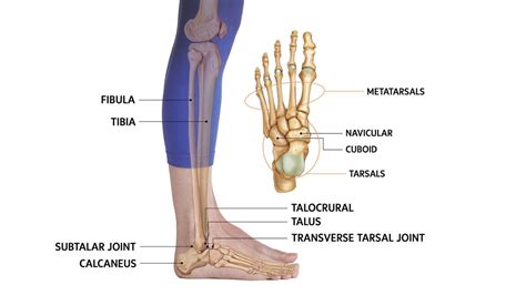 Get To Know The Ankle Joint This Joint Plays An Important Role In Knee