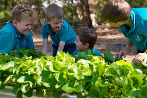 Mount Pleasant Primary School Department For Education