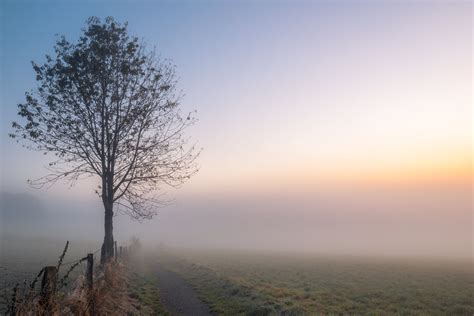 Landscape Photography Of Foggy Road With Tree During Daytime Hd