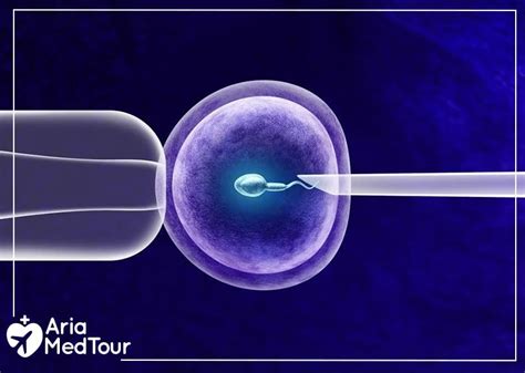 What Are The Required Tests Before An Ivf Cycle Ariamedtour