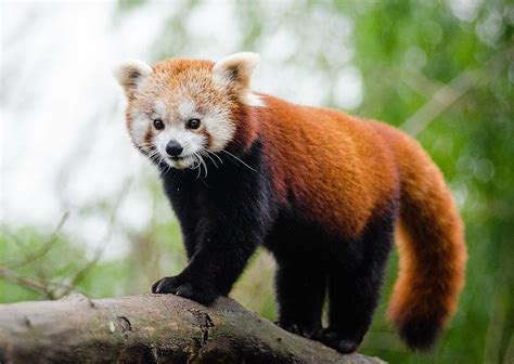 List of animals | body parts names. Sikkim - Explore the Land of the Glorious Red Panda