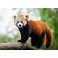 Sikkim – Explore The Land Of Glorious Red Panda
