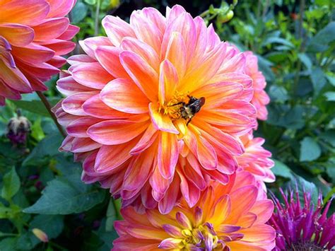 Un suolo troppo bagnato o troppo secco non giova alle visita : NATURA CON ANIMA: MARGHERITE COLORATE FIORI VARI E FRASI ...