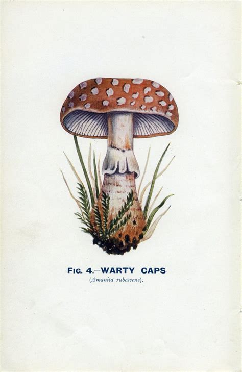 Botanical Illustration Vintage Botanical Illustration Mushroom Art