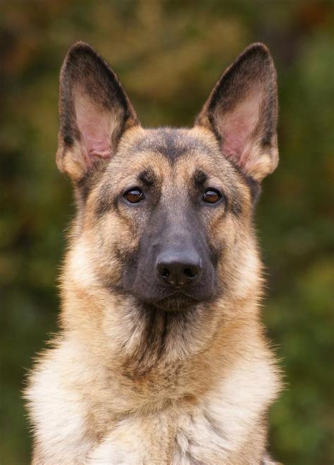My wonderdog, my german shepherd puppy, austin she is an 11 month old sable gsd, whom me and my husband just love and adore. Sable German Shepherd Dog Photograph by Sandy Keeton