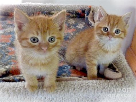 Two Kittens Too Cute Adorable Baby Orange Tabby Cats Photograph By