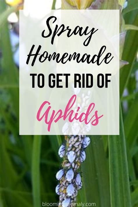 They also act as a vector of banana bunchy top virus (bbtv). How to Get Rid of Aphids on Plants - Blooming Anomaly ...