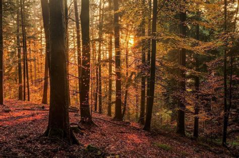 Behold The Most Instagrammed Forests In The World Black Forest