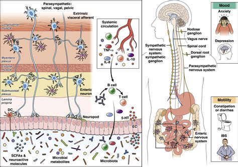 The Microbiota Gut Brain Axis From Motility To Mood Gastroenterology