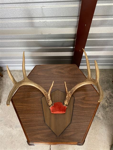 Deer Antlers Mounted On A Wood Plaque 19 At The Widest Etsy