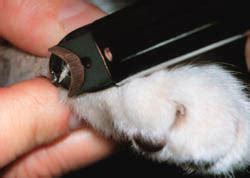 Use good quality bypass clippers and make a quick, precise and confident cut. NFCFA - Norwegian Forest Cat Fanciers' Association - www ...