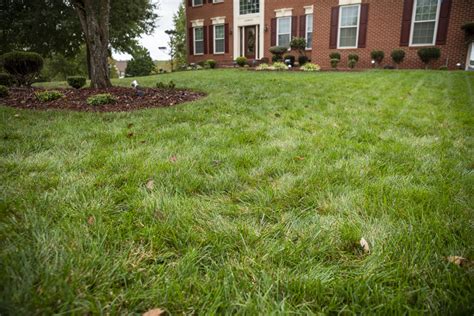 Set your mower blades at the highest setting to take off only the top third. Watering After an Aeration & Seeding: How Often, How Long & How Much in Central and Southern MD