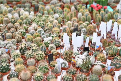 Premium Photo Miniature Cactus Pot Decorate In The Garden Various