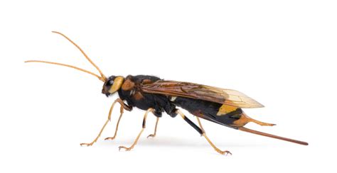 Uncovering The Mysteries Of The Wood Wasp Glenlivet Wildlife