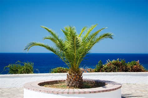 Small Palm Tree Free Stock Photo Public Domain Pictures