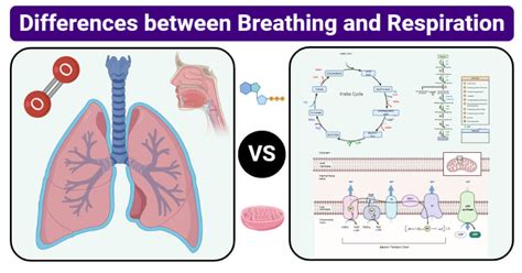 Breathing Vs Respiration 15 Key Differences Examples