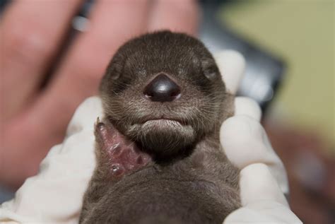 Zooborns Baby Animal Photos Are Adorable By The Numbers
