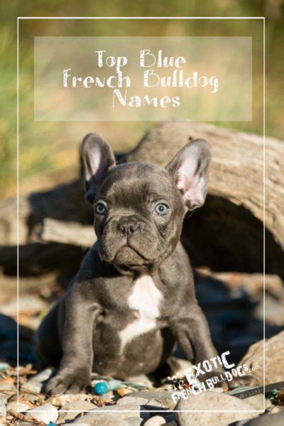 Peanut, pepper, and mochi are some of our favorites that made the top 100. Exotic French Bulldogs - Exotic French Bulldogs, French ...