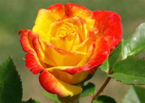 Maybe you would like to learn more about one of these? A Rose Colored Garden: 10 Different Types of Roses to Grow ...