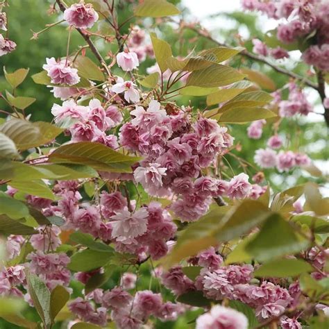 Buy Japanese Flowering Cherry Blossom Tree Prunus Kofugen