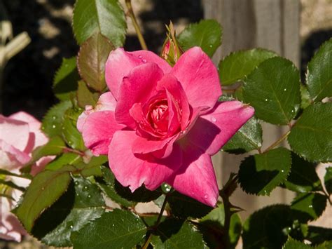 An open bloom of 'carefree beauty' rose. Carefree Wonder Rose | Breezy Hill Nursery