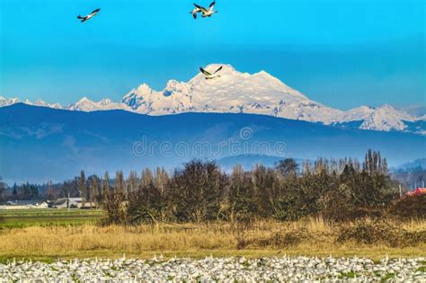 Thousands Snow Geese Flying Mount Baker Skagit Valley Washington Stock