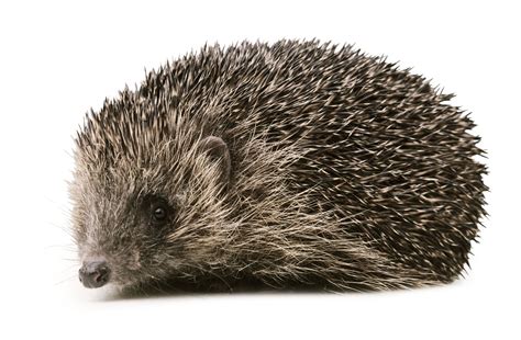 Hedgehog Facts Where Do Hedgehogs Live Dk Find Out