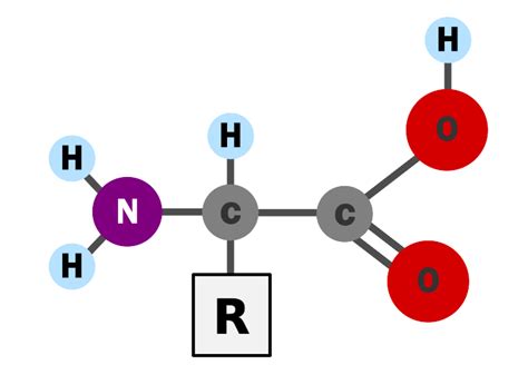 Das wassermolekül reagiert damit als protonenakzeptor, also als base. Aminosäuren