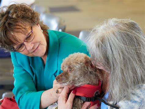 Pets Easing Travelers