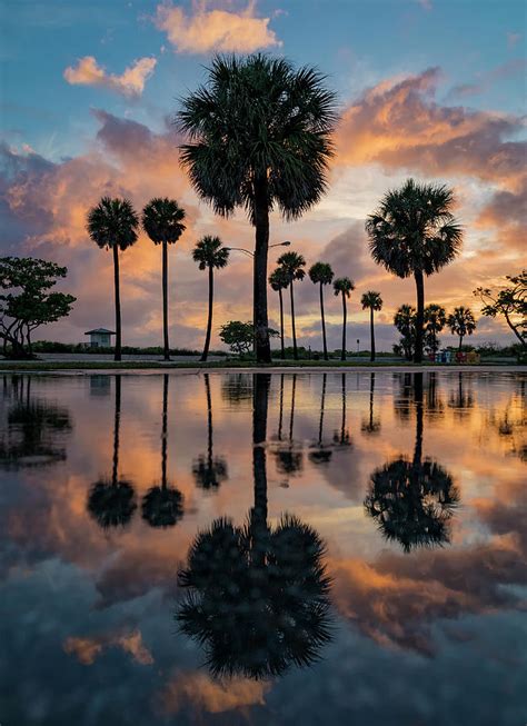 Reflecting Palms Photograph By Chris Haverstick Fine Art America