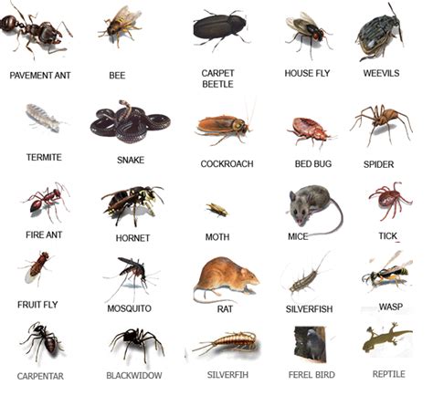 The five nymphal stages each require a blood meal before molting to the next stage. Pest Library - Super Patra Pest