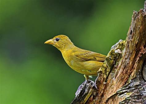 Yellow Tanager Birding Id Challenge Birds And Blooms