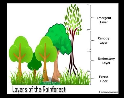 Describe The Four Distinct Layers Of The Equatorial Forest