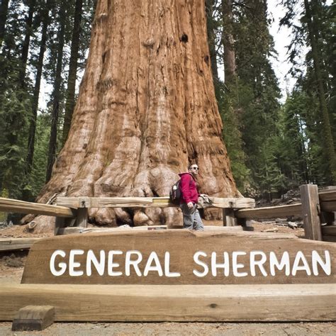 20 Coast Redwood Seeds Giant Sequoia Sempervirens Garden And Patio Tree