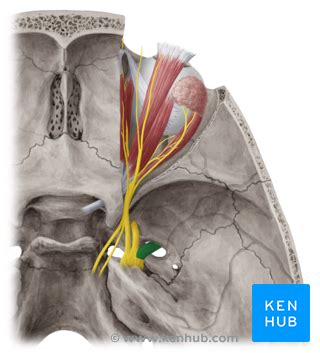 Mandibular Nerve Anatomy Function Kenhub My Xxx Hot Girl