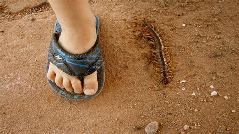 How do bed bugs get in your home? How To Get Rid Of Centipedes Youtube. Centipedes. How Do ...