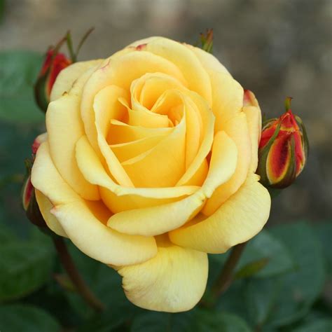Rose 'Arthur Bell Standard' - Yellow Roses - Cowell's ...