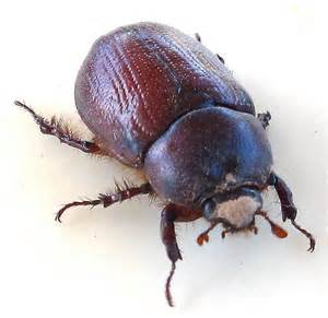 Brown Beetle Ligyrus Ruginasus Bugguidenet